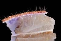 Fibres musculaire de crabe avant prélèvement